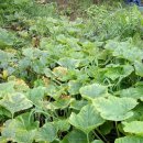 가야농원 이미지