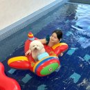 골드애견 | 인천근교 애견 풀빌라 추천 [골드스푼 풀빌라] 투룸 독채 후기