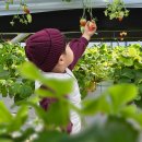 새둥지마을영농조합법인 | 경기도 딸기체험 찐 추천, 연천 새둥지마을, 딸기농장 재인팜