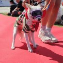 레드카펫 | 반포대교달빛무지개분수 피크닉 핌피입양제 레드카펫 후기