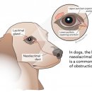 송파 마리동물병원 이미지