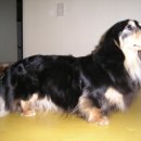 SHOWDOG