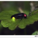 반딧불이 이미지