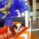 아이러브독 강아지 부천점 | 🌞 부천강아지분양은 믿고 맡길 수 있는 아이러브독 부천점에서!