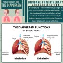 abdominal breathing(복식호흡) or diaphragmatic breathing(횡경막 호흡) 이미지