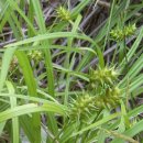 도깨비풀 이미지