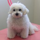 블레스펫 살롱 이미지