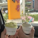 연탄위에노는흑돼지우아점 | 강릉 여행, 단양 패러글라이딩, 서재바 시연, 고양이 보고 꼬들살 먹는 일상