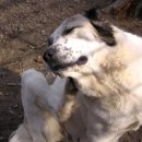 안양김준동물병원 이미지