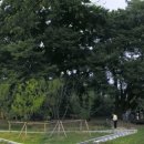 삼정자로 이미지