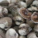 벌교참다래직판장 이미지