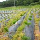 부인농원 이미지