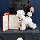 그룸그룸 | 청주 애견미용학원 추천!! 실습 중심 더그룸 애견미용학원 내돈내산 솔직 수강 후기