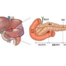 췌장 위치 및 기능이자 이미지