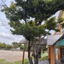 8-4동포초 나무 살펴보기 이미지