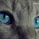 쿨펫동물병원_권선동 네이버블로그