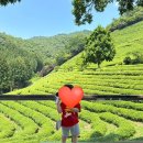 보성우유 | 초록빛 물결에 반해버린 날 | 아이 전남 보성 대한다원 솔직 후기