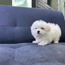 연제구-046 | 부산꼬숑분양후기 꼬똥믹스꼬숑