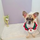 퍼피원데이 이미지