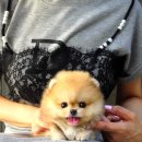 도그캐슬 | 포메라니안분양 어디서? 강남강아지분양 도그캐슬이 다른 이유