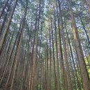 제612차 광주 메아리 산악회 30주년 창립산행(보성 일림산) 이미지