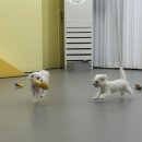 댕동댕 네이버블로그