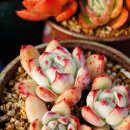 수연슈퍼 이미지