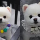 개이뿌개 이미지