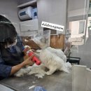 이쁘냥 고양이미용실 서대문점 | [서울 서대문역] 이쁘냥 고양이미용실(무마취)