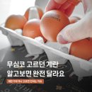 언제나방목닭민박 | "난각번호 1번 계란" 구매방법? 환경과 맛의 차이, 프레시파머