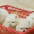 화이트켄넬(white-kennel) 이미지