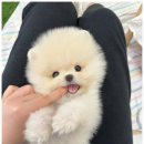 꽃보다강아지 이미지