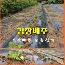 (텃밭/230902) 김장배추 모종 심기 이미지