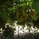 임실농장 이미지