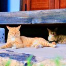 해피원수산 이미지