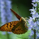 자연의향기 이미지