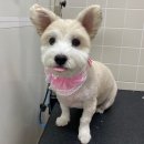 베리굿동물병원 이미지