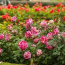 장미의거리6 이미지