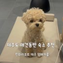 토리멍 | 제주 애견동반 숙소 한화리조트 멍패커룸 디럭스 내돈내산 후기