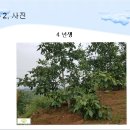 호두나무 이미지