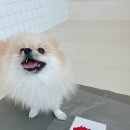 털로덮인친구들 동탄호수공원점 이미지