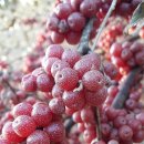 김종환농장 이미지