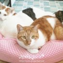 딩글딩글고양이 네이버블로그