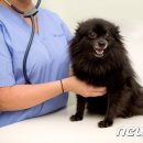 서울동물심장병원 이미지