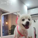 귀여븐댕 이미지