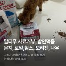 나우수퍼 | 먹음 강아지 사료 식사 거부 대처방법 (몬지비와일드, 로얄캐닌 미니인도어, 나우프레쉬, 힐스 퍼피 후기)