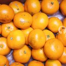 다현농장 | 달달하고 맛있는 다현농산 고당도 노지귤 후기