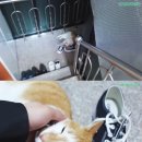 도리