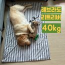 개아범 | 세탁도 안되는 세균투성이 반려견쿨매트. 이제 그만!