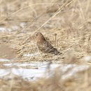 호곡리의 잿빛개구리매(Hen harrier) 이미지